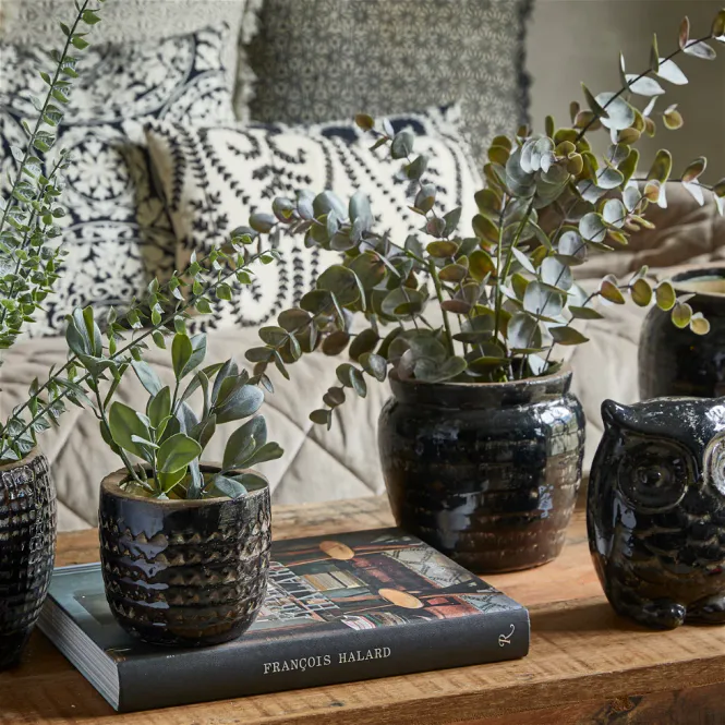 Hovedbilde Speedtsberg EUCALYPTUS Plante ...